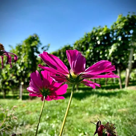 Ferienapartment Huber Apartamento Oberkirch (Baden)