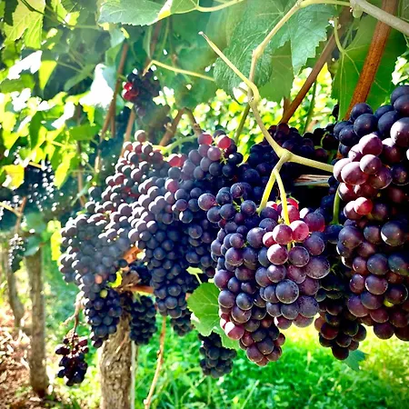 Apartamento Ferienapartment Huber *