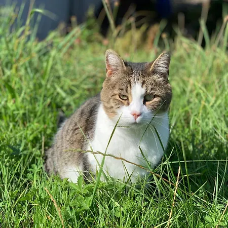 Apartamento Ferienapartment Huber *